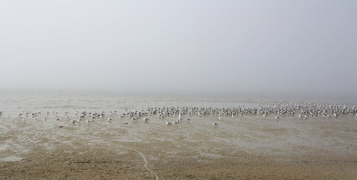 pineislandstatepark florida gulfcoast beach ocean water shore park fog mist atmosphere depressing seagulls birds