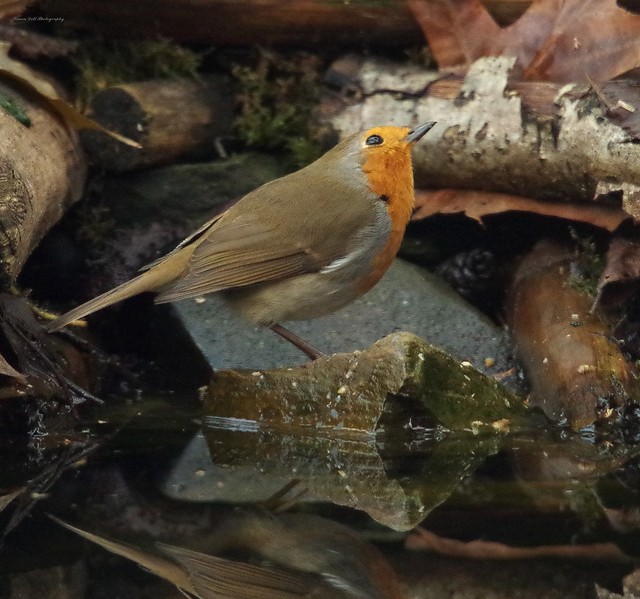 Robin on pond reflection (2)