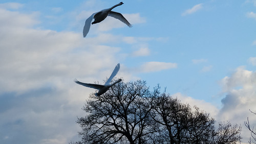 Swans, treetop height