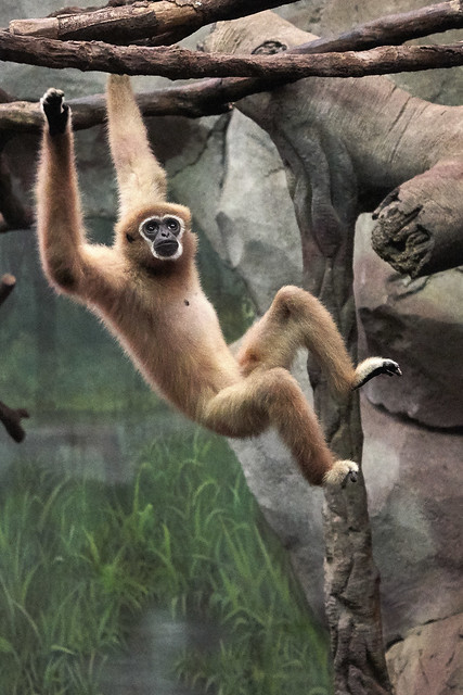 Gibbon swinging