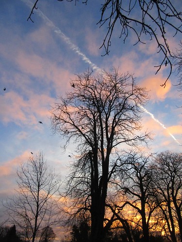 leicestershire countryside trees sunrise melton winter rook bird