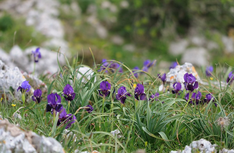 20170411-231F | Zweiblütige Iris (Iris bicapitata) bei Mattinata. Apulien, 11.04.2017