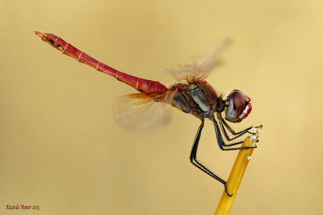 Sympetrum fonscolombii. (Selys, 1840) Male