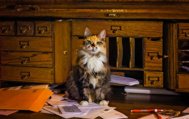 22/365 - What, didn't you order a desk cat?