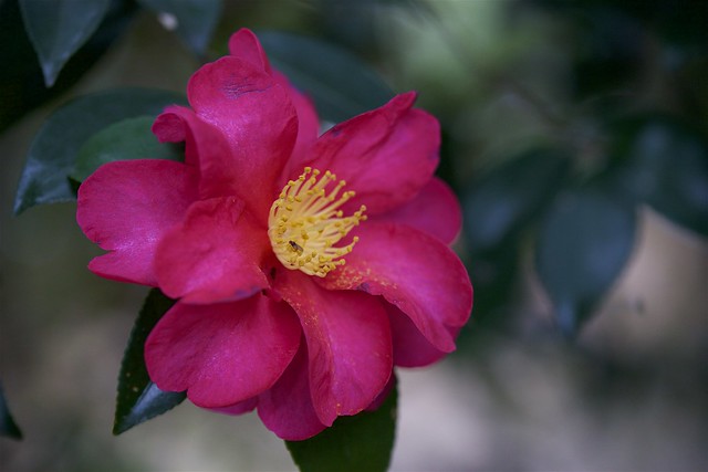 Camellia X hiemalis 'Shishigashira'