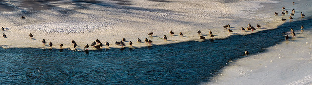 flock of ducks on the ice of frozen river-171712 (1).jpg