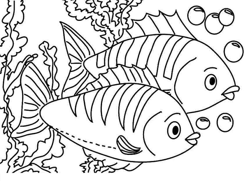 Vẽ và tô màu chú cá vàng rực rỡ  Dạy bé vẽ  Dạy bé tô màu  Fish Drawing  and Coloring for Kid  YouTube
