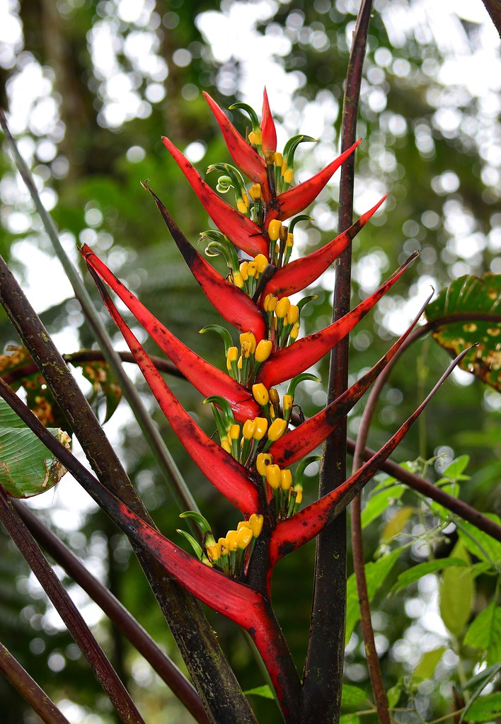 Ecuador Rainforest flowers