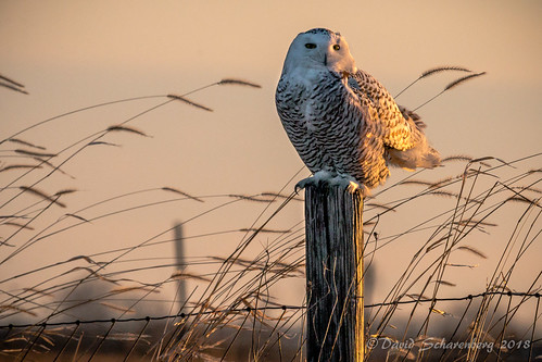 snowyowl snowy owl sandwich illinois fencepost rural winter bird birdofprey countryroad country hillrod rogersroad millingtonroad