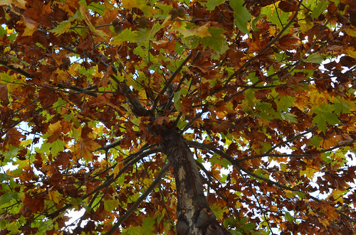 landscape leaf turkey turquia türkiye green autumn