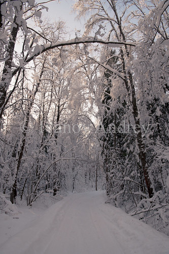 winter snow forest edge bramble shade sun road pathway trail tree spruce birch pine field log treetrunk root branch bush grass green white frost ice sunset thaw sky snowfall cloud blue hollow clearing wind nature landscape travel walk village moscowregion russia
