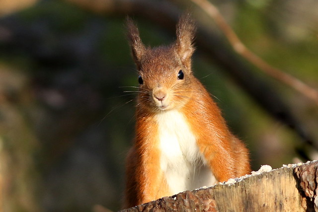 Red Squirrel. (1 of 3)