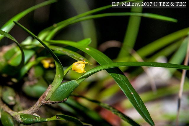 2017-02-02 TEC-3156 Maxillaria variabilis - E.P. Mallory