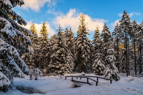 winter wonderland upper franconia germany landscape spruces snow bridge trees