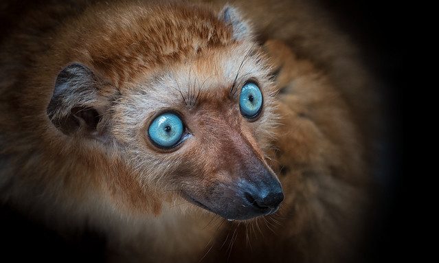blue-eyed black lemur