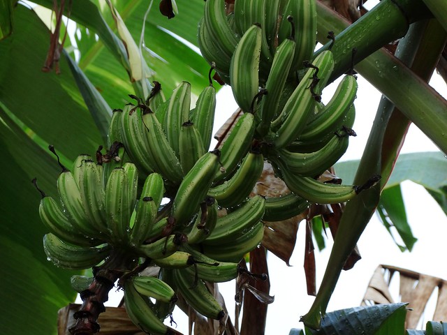 'Ae Ae' banana, Hawaiian, variegated