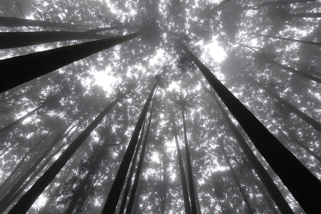 180203-172026 | 很高的樹林 | Louise Huang | Flickr