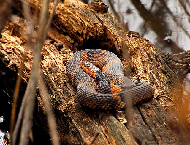 Banded water snake in Houston Arboretum (2/19/2018).