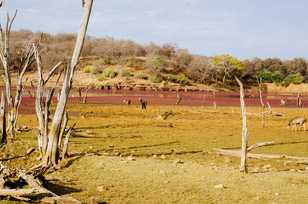 Ranthambore