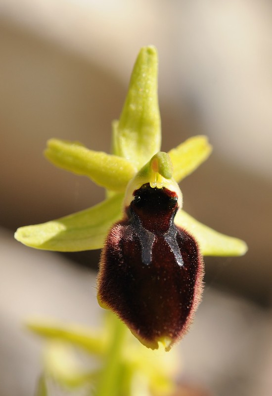 20170415-071F | Tarenter Ragwurz (Ophrys tarentina) bei Ostuni. Apulien, 15.04.2017