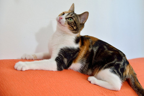 Freya, guapísima y activa gata tricolor jaspeada tabby esterilizada nacida en Mayo´16 en adopción. Valencia. ADOPTADA. 39764221041_d832ddbee8