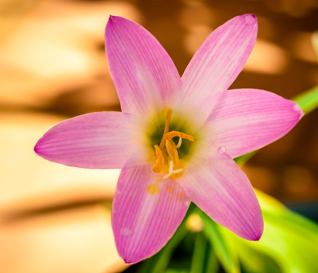 Storm Lily