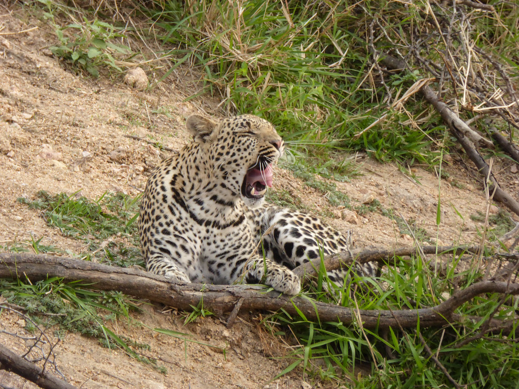 G2p1050954 Hosana Leopard Panthera Pardus Regina Hart Flickr