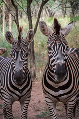 Zebra pair