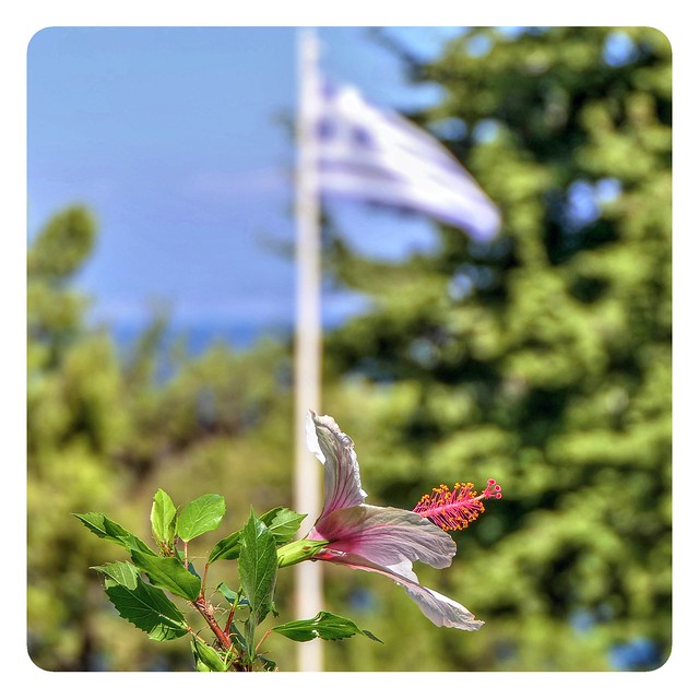 the flower & the flag at Ancient Kamiros