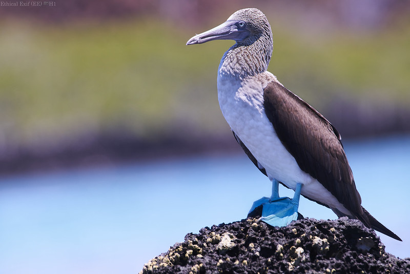 Blue-footed Booby / Sula nebouxii photo call and song