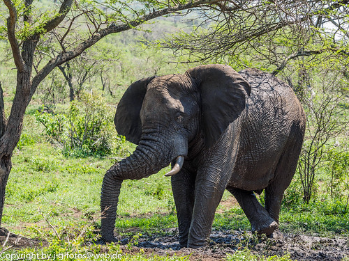 africa africanbushelephant afrikanischerelefant animalia animals elephantidae elephants hluhluwe hluhluwe–imfolozipark kwazulunatal loxodontaafricana mammals southafrica säugetiere tiere mudbathing outofacar