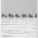 wintertime - trees on a field
