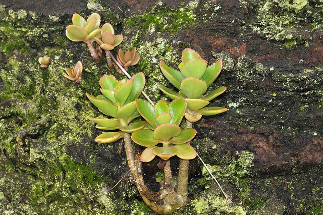 Pflanze (Ecuador) , NGID528567673