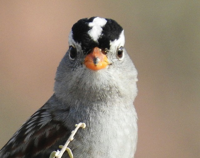 White-crowned Sparrow. Male #6