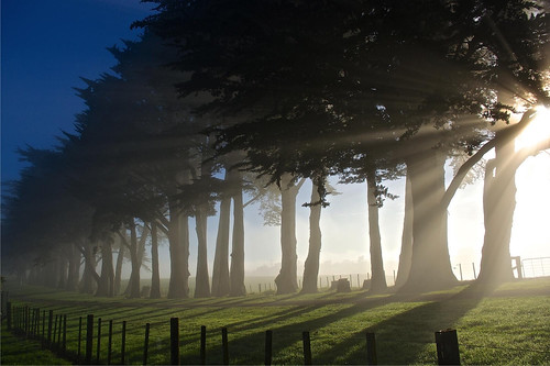 trees woods mist fog rays light nature treeline