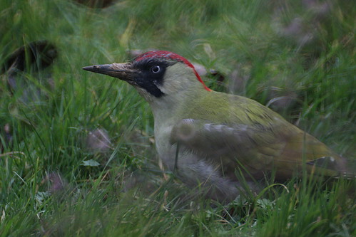 Woodpecker in my garden