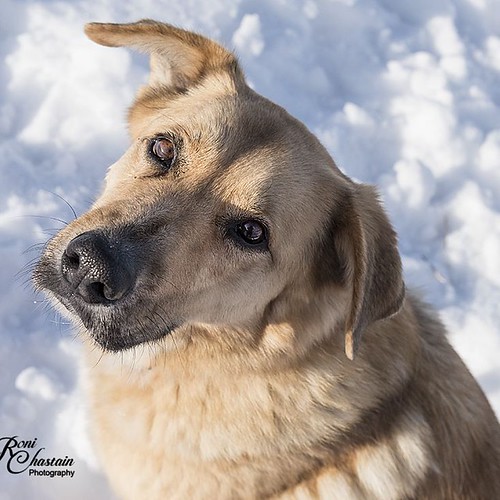 LOVE dogs #dogsrule #dogsofinstagram #doglover #animallover #animalimages #animals #pupsofinstagram @thehideoutShellWy #longislandphotographer #lovephotography #loveanimals #instamagazine #outdoorhype #outdoorphotomag | by Roni Chastain