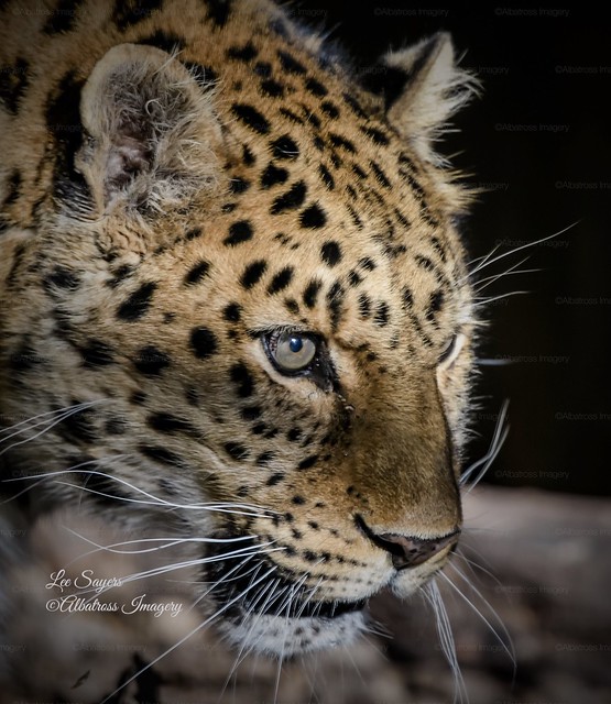 Gorgeous Amur Leopard.