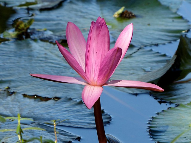 Water Lily - Kaziranga - Eastern Himalayas