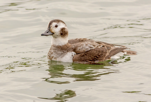 JWL8951  Long tailed Duck..