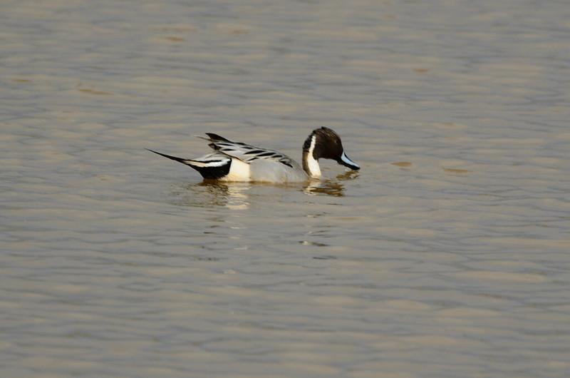 Pintail feeding, Bowling Green RSPB, Topsham