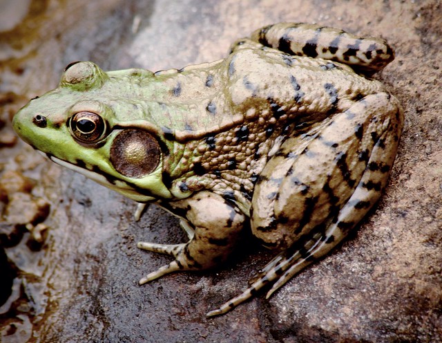 Bold Frog