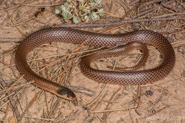Dwyer's Snake (Parasuta dwyeri)