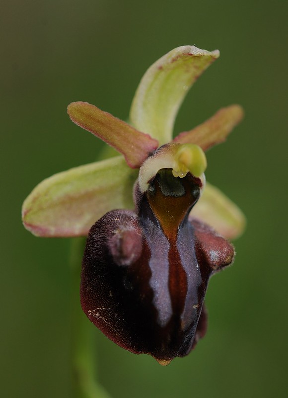 20160326-045F | Heras Ragwurz (Ophrys herae). Die Pflanzen auf Kefalonia werden auch als Ophrys janrenzii bezeichnet. Kefalonia, 26.03.2016
