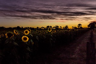 Sunflowers Sunset-24