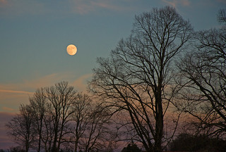 Trees and nearly full moon