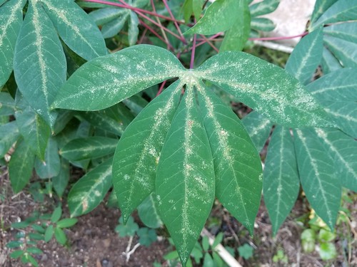 Cassava: Spider mites feeding injury to leaves