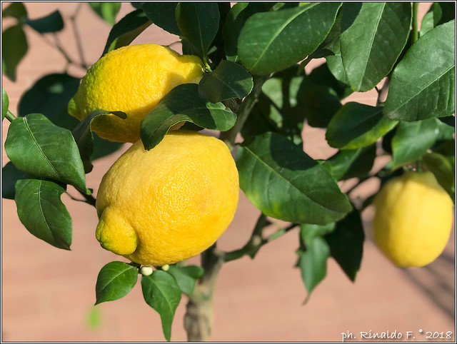 limone.zagarabianca.2@citrus.it