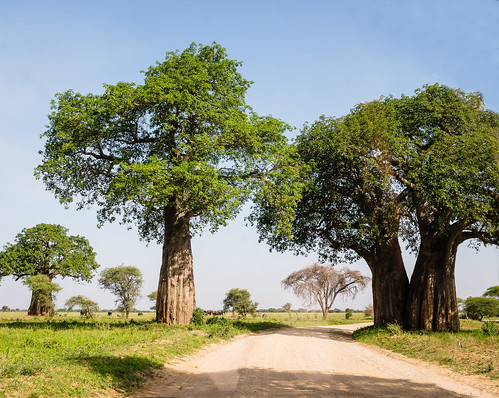 trees paysage nature decembre tanzanie décembre tanzania tarangirenationalpark park