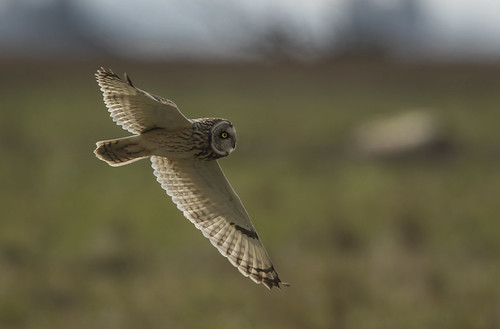 shortearedowl wildlife wild wings owl nature bird canon7dmarkii gloucestershire avian beautiful raptor